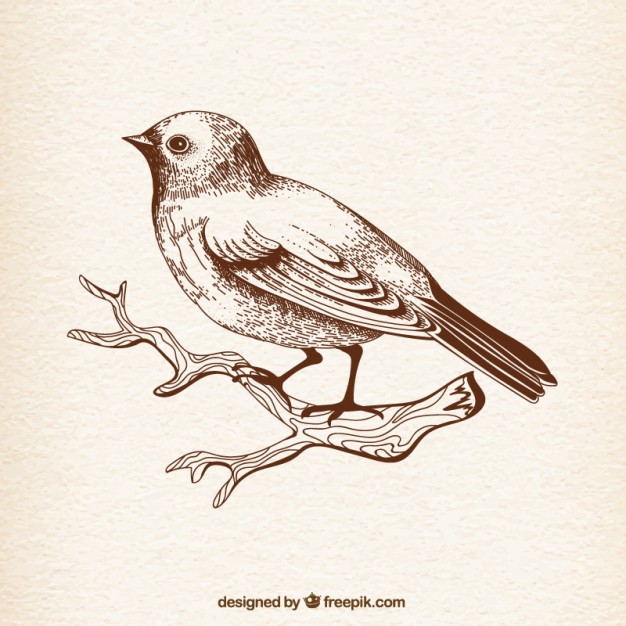 626x626 Hand Drawn Bird Vector Free Download