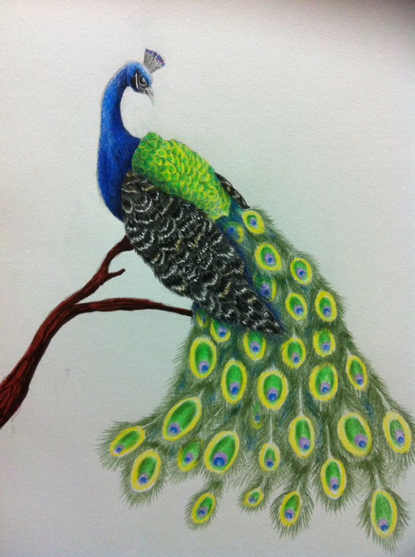 597x800 Bird Drawing Color