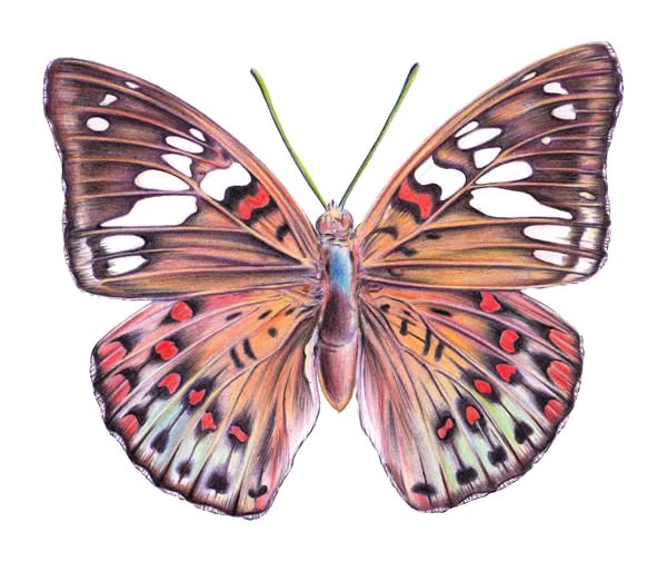 600x504 How To Draw A Butterfly
