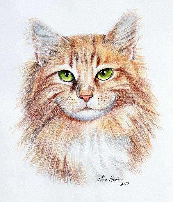 595x693 Drawings Of Cats 25 Beautiful Cat Drawings From Top Artists Around