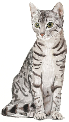 284x500 How To Draw A Cat