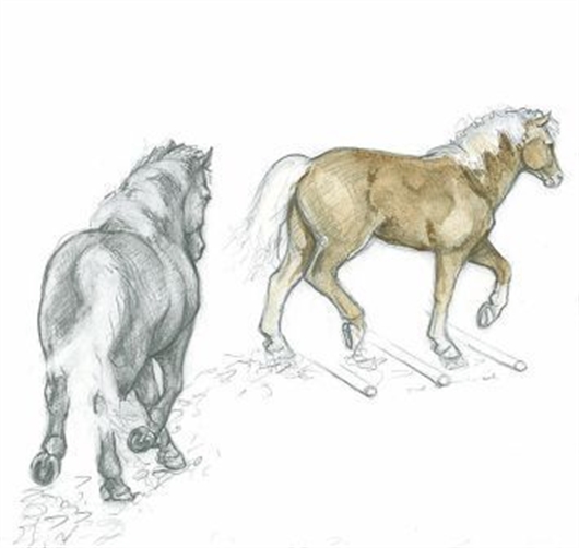 530x502 How To Draw Horses With Eva Dutton