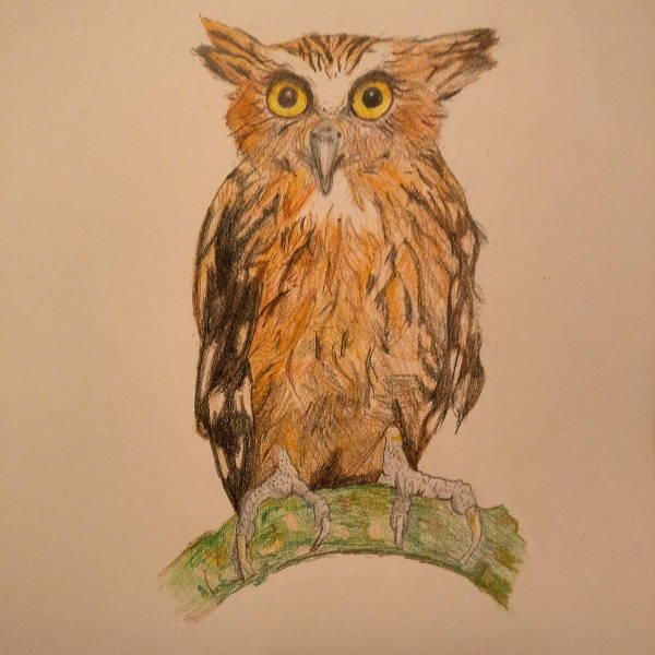 600x600 Owl Drawings, Art Ideas Free Amp Premium Templates