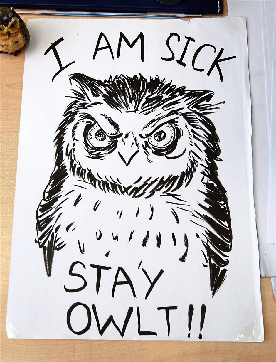 940x1233 Want Calmness Do What He Does Draw Owls