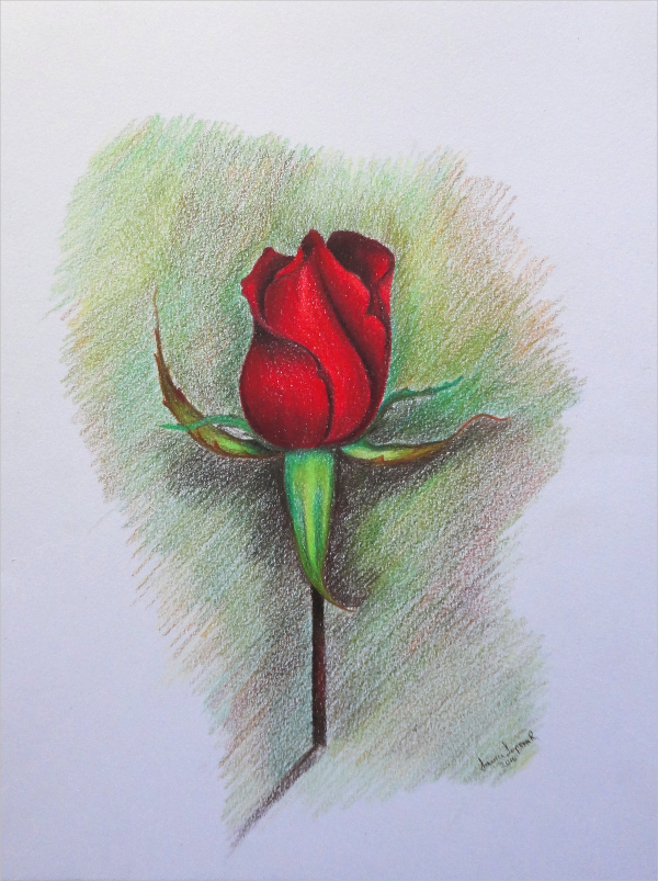 600x803 Rose Drawings