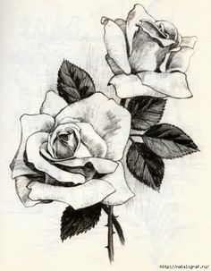 236x303 Black And White Drawings Of Roses Black And Red Roses Drawings