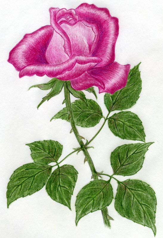 547x797 Draw A Rose Quickly, Simply And Easily