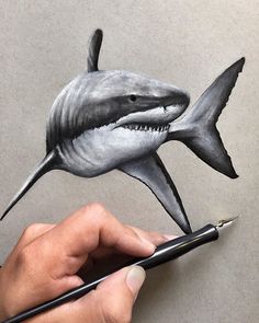 236x295 My Drawing Of A Great White Shark! Time Lapse Video Www.youtube