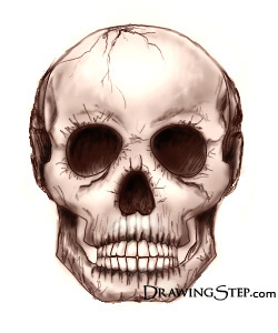 250x300 How To Draw Skulls Step By Step