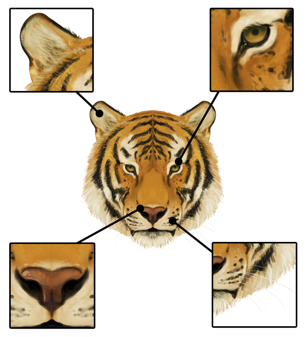 600x659 How To Draw Animals Big Cats, Their Anatomy And Patterns