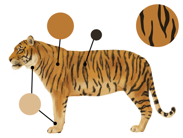 600x452 How To Draw Animals Big Cats, Their Anatomy And Patterns