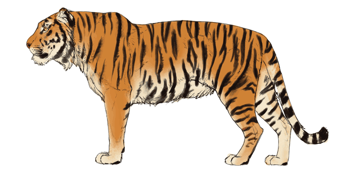 688x334 How To Draw Big Cats Lions, Tigers, Cheetahs, And Much More