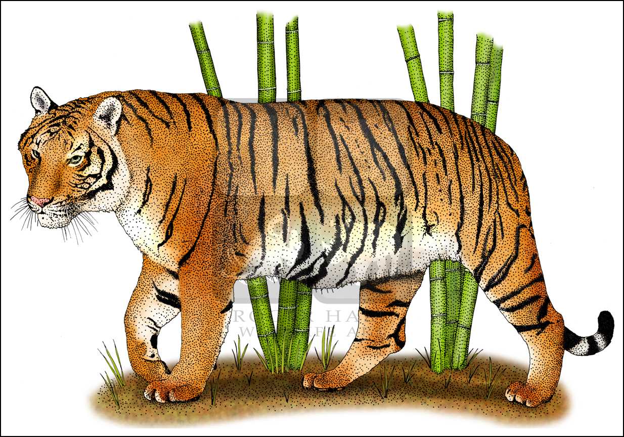 1234x864 Indochinese Tiger (Panthera Tigris Corbetti) Line Art And Full