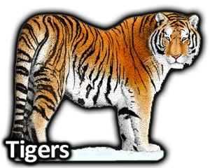 300x240 Tigers Full Color Amp Line Art Illustrations