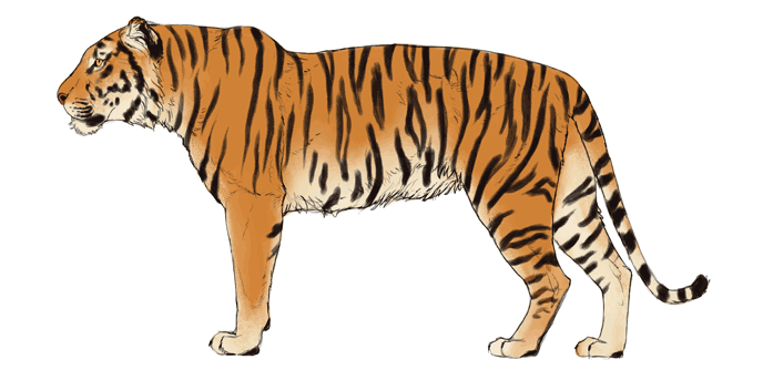 688x334 How To Draw Big Cats Lions, Tigers, Cheetahs, And Much More