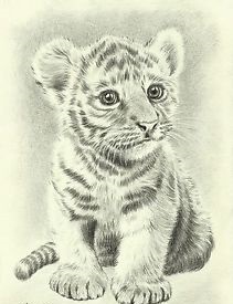 211x275 Tiger Drawings Tiger Drawings Tigers, Drawings