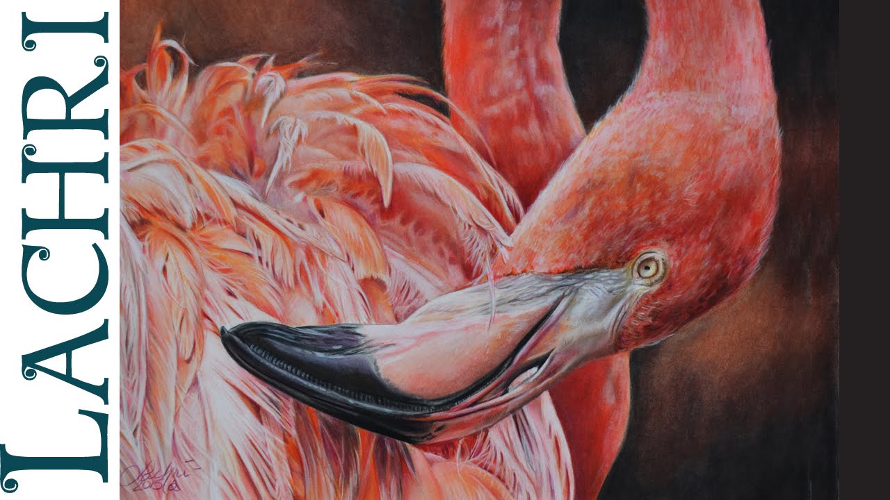 1280x720 Drawing A Flamingo In Colored Pencil