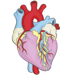 250x250 How To Draw A Heart