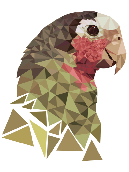 528x706 Parrot