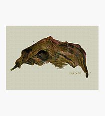 210x230 Driftwood Drawing Photographic Prints Redbubble