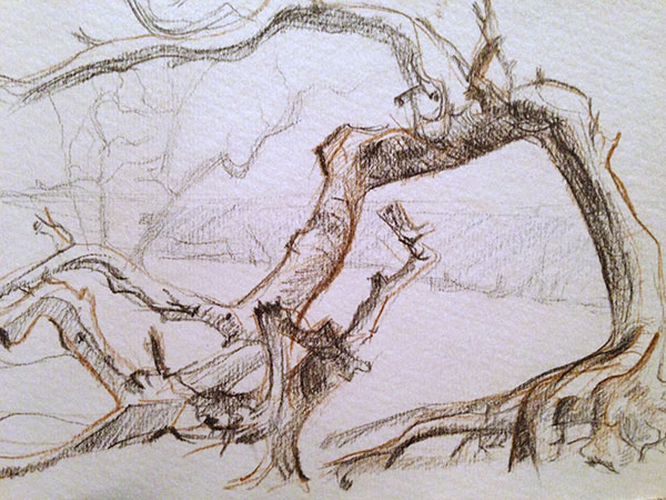600x450 Driftwood Sketch The Drawing Page