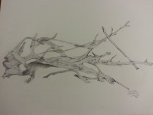 300x225 Shading In The Driftwood Amazing Drawing Adventures