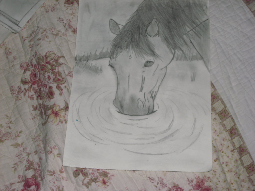 1024x768 Horse Drinking Water By Walle1707