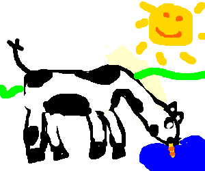 300x250 Cow Drinking Water From A Straw