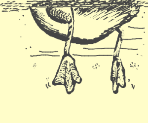 300x250 Duck Feet!