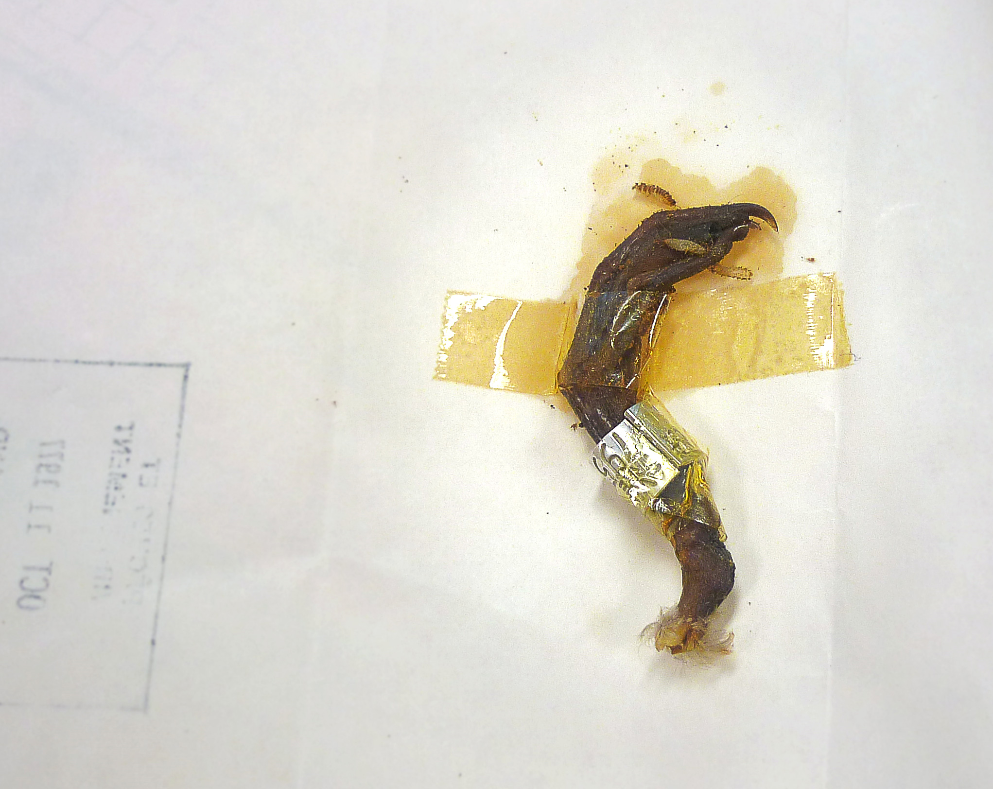 2043x1623 Duck In A Box!