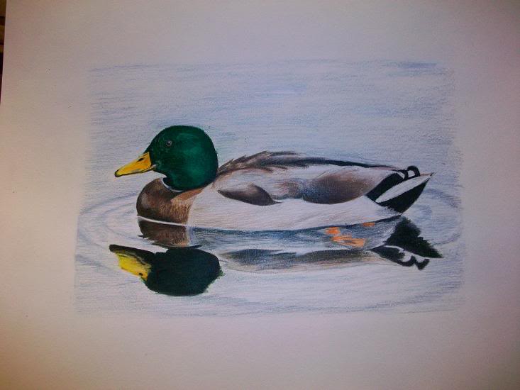 733x550 Duck Hunting Chat Fs Mallard Drawing Duck Hunting Chat Classifieds