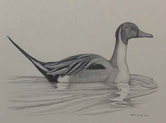 Duck Pencil Drawing at GetDrawings | Free download