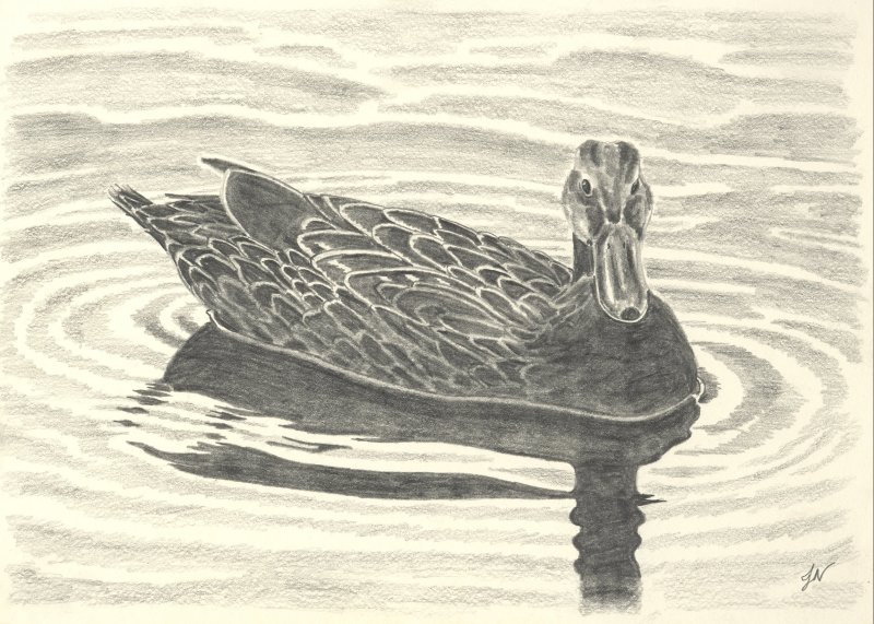 800x571 Pencil Duck By Johnnicholls