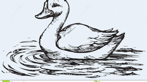 570x320 Pencil Sketch Of Duck Floating Duck. Vector Sketch Stock Vector