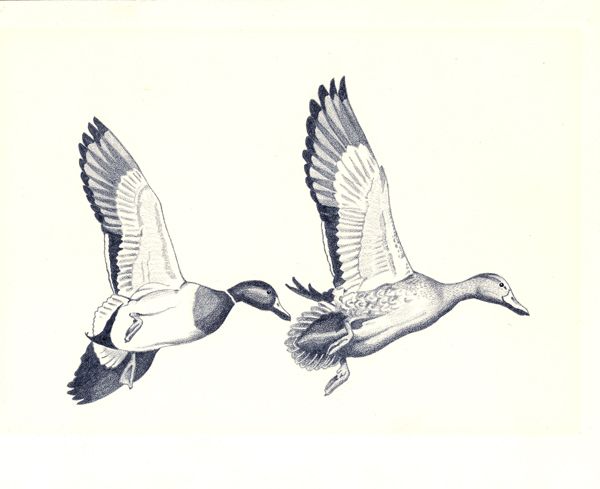 600x489 Duck Sketches 1973 Ca Duck Stamp