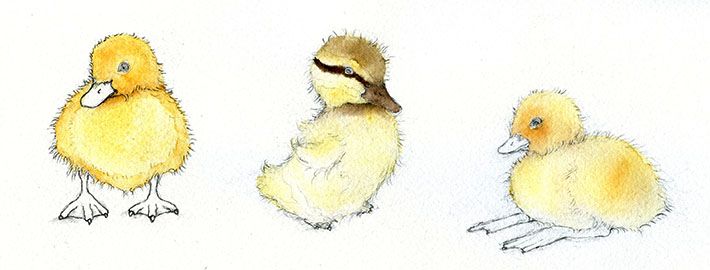 Duckling Drawing at GetDrawings | Free download