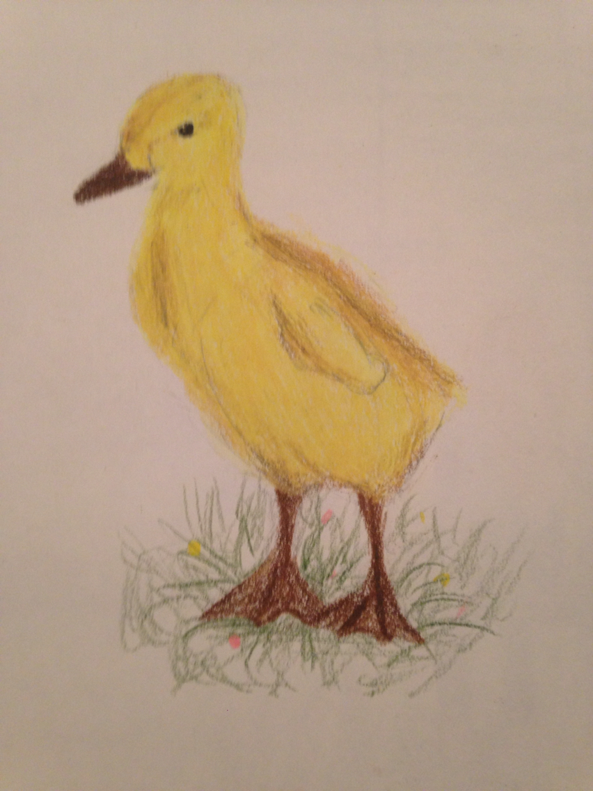 852x1136 Duckling Drawing My Art