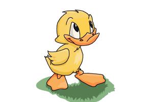 300x200 How To Draw A Duckling