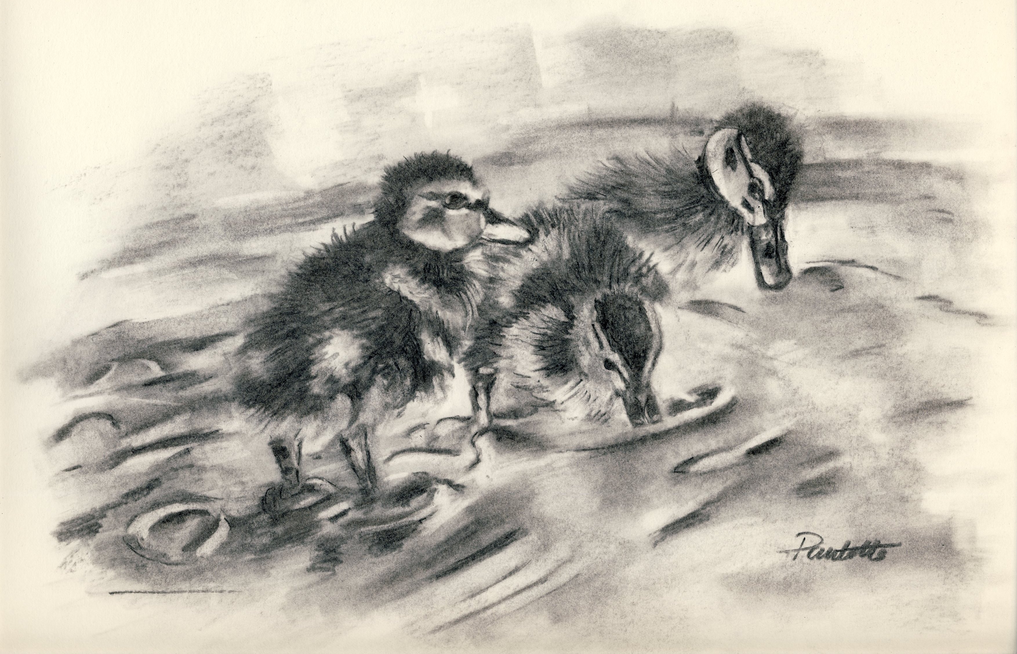 3508x2256 Water Babies Charcoal Sketch Drawing Of Baby Ducklings