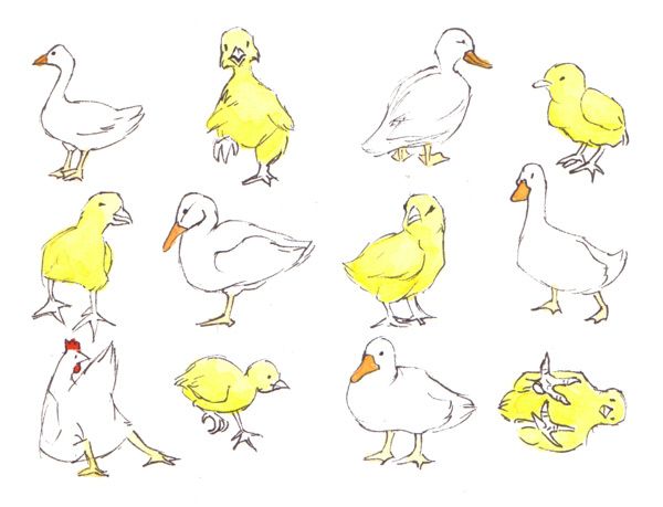 600x459 Duck And Ducklings Drawing
