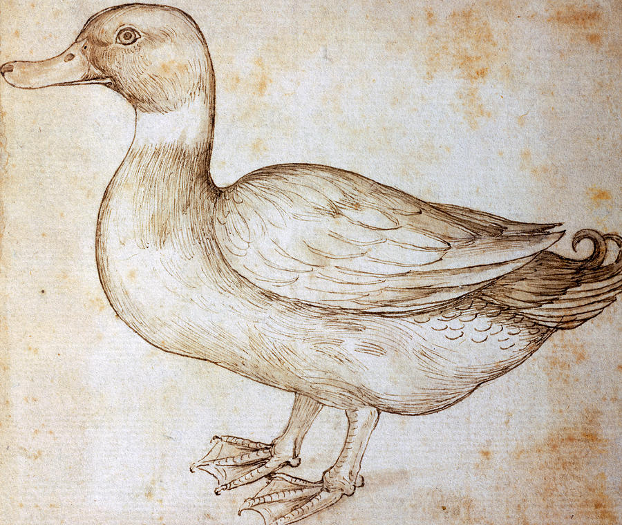 900x760 Duck Drawing By Leonardo Da Vinci