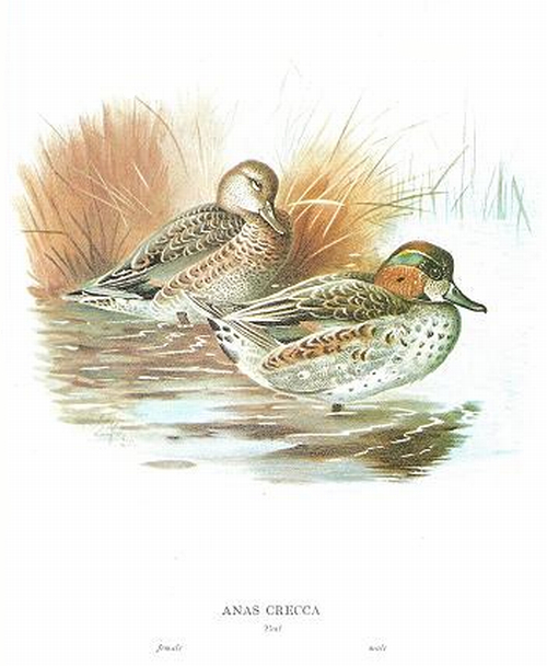 500x608 Filecolored Duck Drawing.jpg