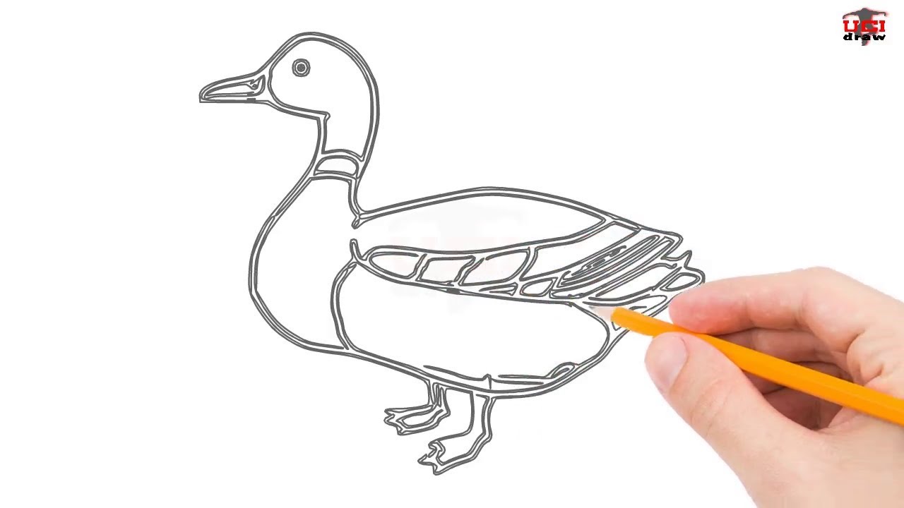 1280x720 How To Draw A Duck Step By Step Easy For Beginnerskids Simple