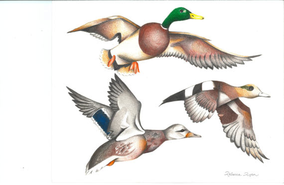 570x372 Wild Ducks Drawing Colored Pencil Color Print