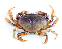 255x200 Crab