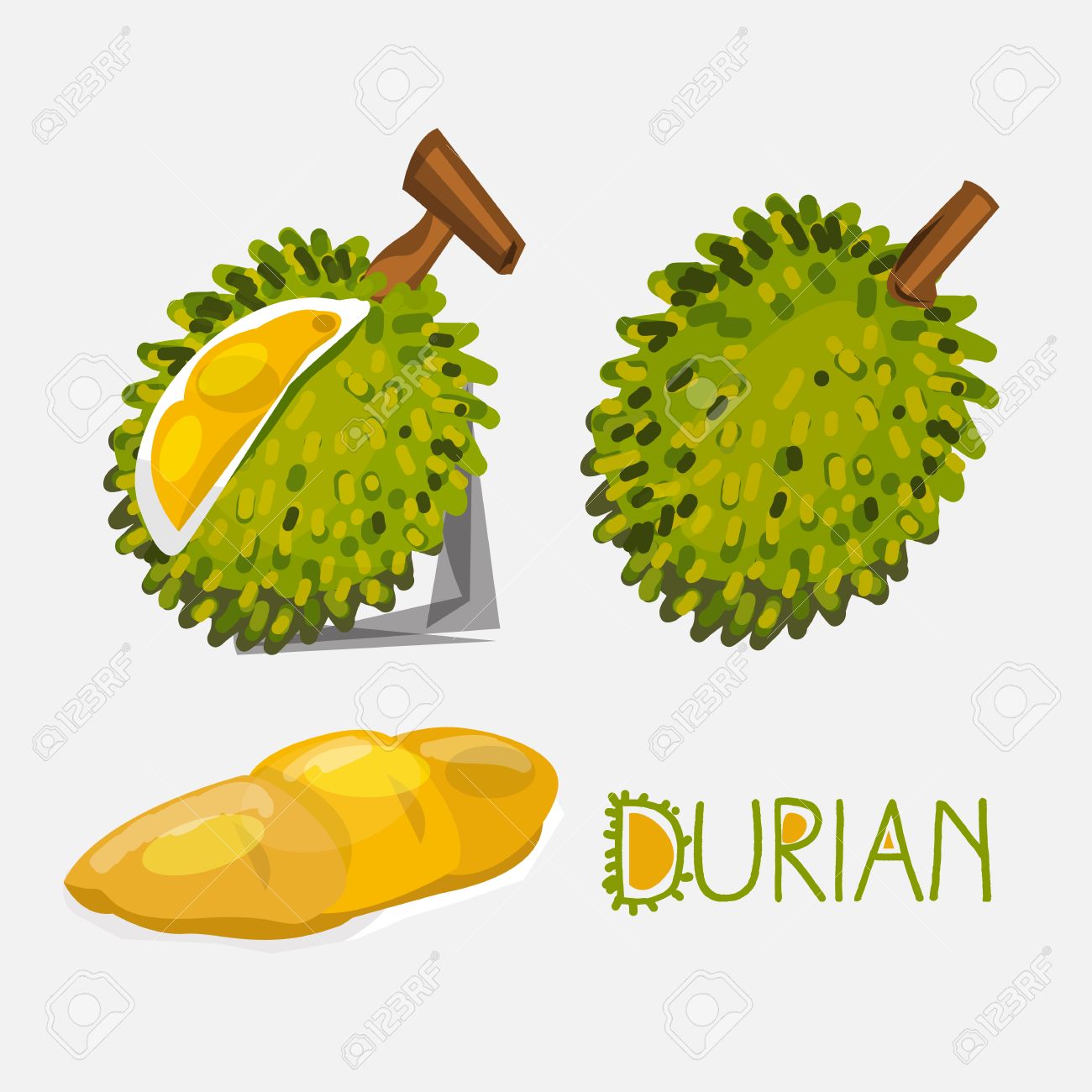1300x1300 Durian Vector Illustration Royalty Free Cliparts, Vectors,