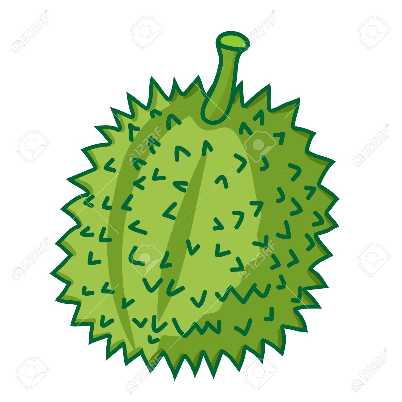 1300x1300 Durian The Tropical Fruit Isolated Illustration On White