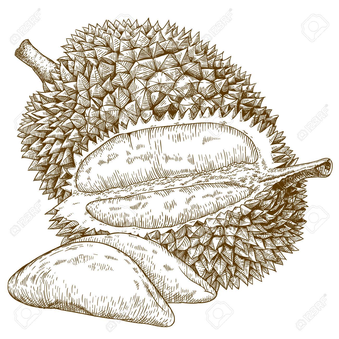 1300x1300 Engraving Antique Illustration Of Durian Fruit Isolated On White