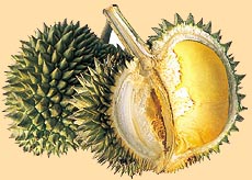 230x164 The Durian