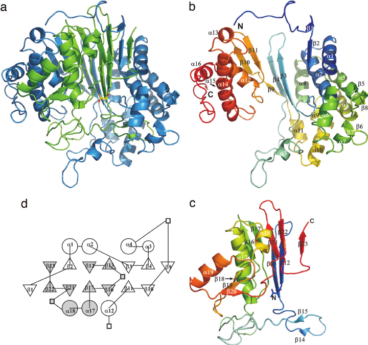 720x676 Structure Of E. Coli Ggt. ( A ) Ribbon Drawing Of The Ggt